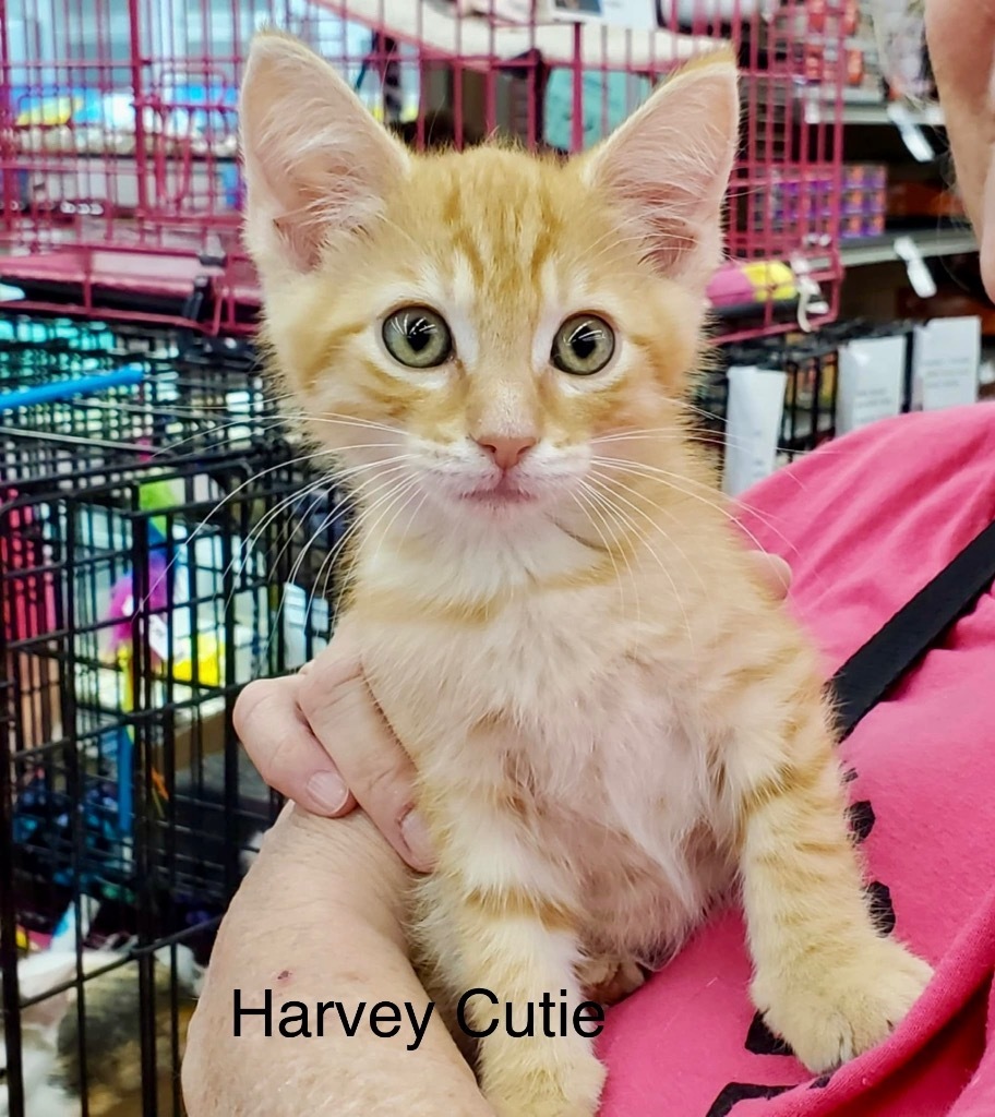 Harvey Cutie