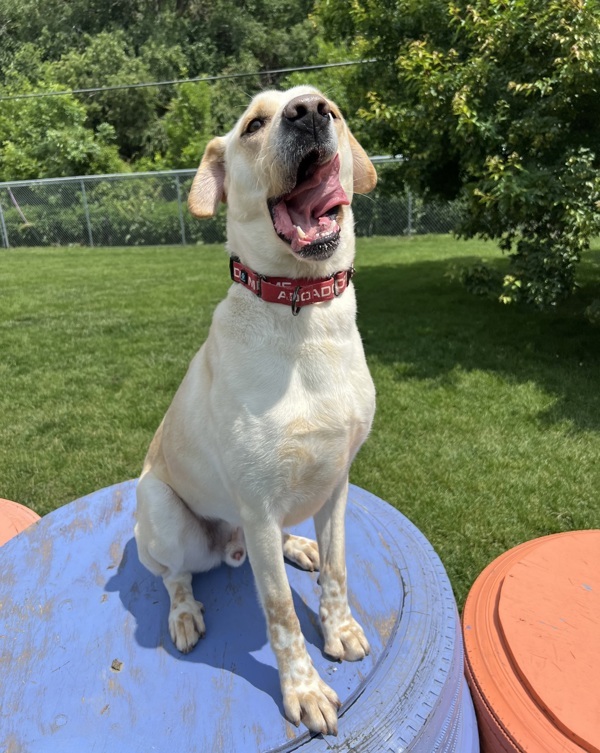 Max
