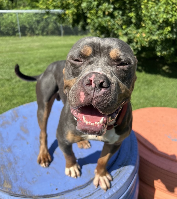 Drax