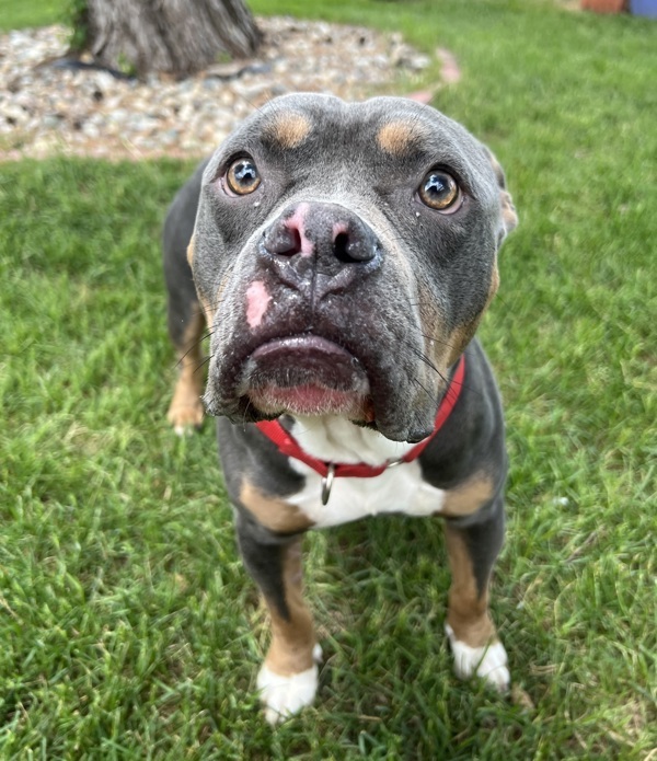 Drax