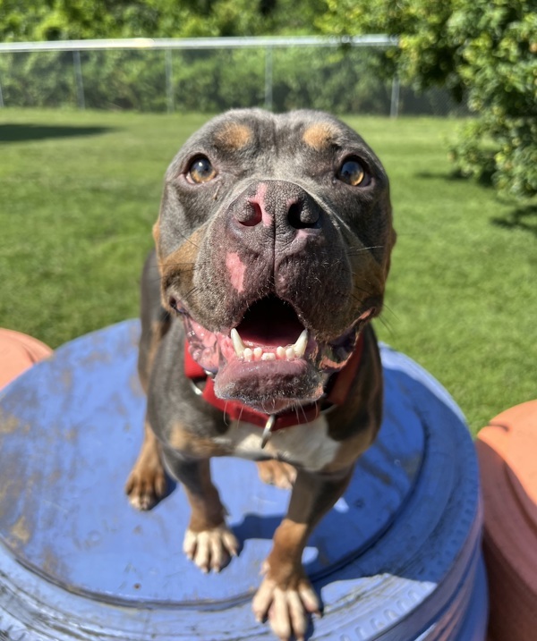 Drax