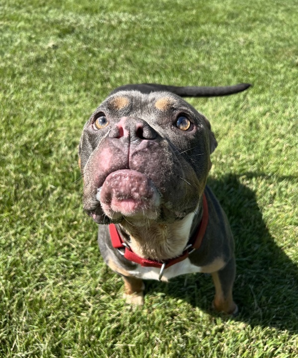 Drax