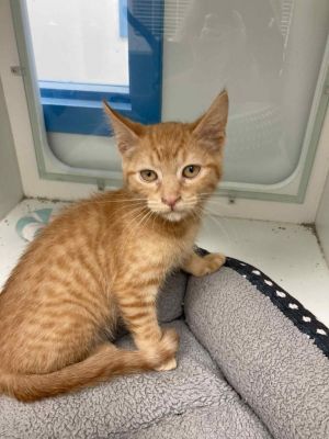 Simba, Baby Male Domestic Short Hair