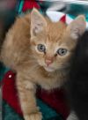 Simba photo 4