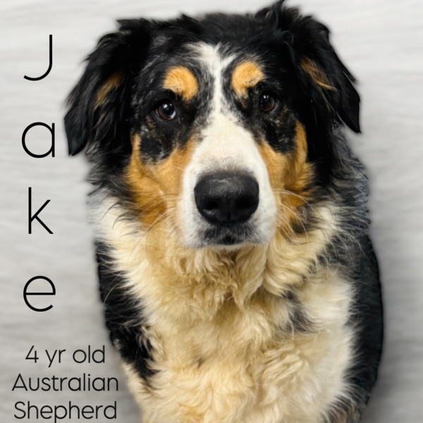 Photo of Adult Male Australian Shepherd 