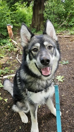 What my friends at Seattle Humane say about me I am a young pup who is ready to learn I