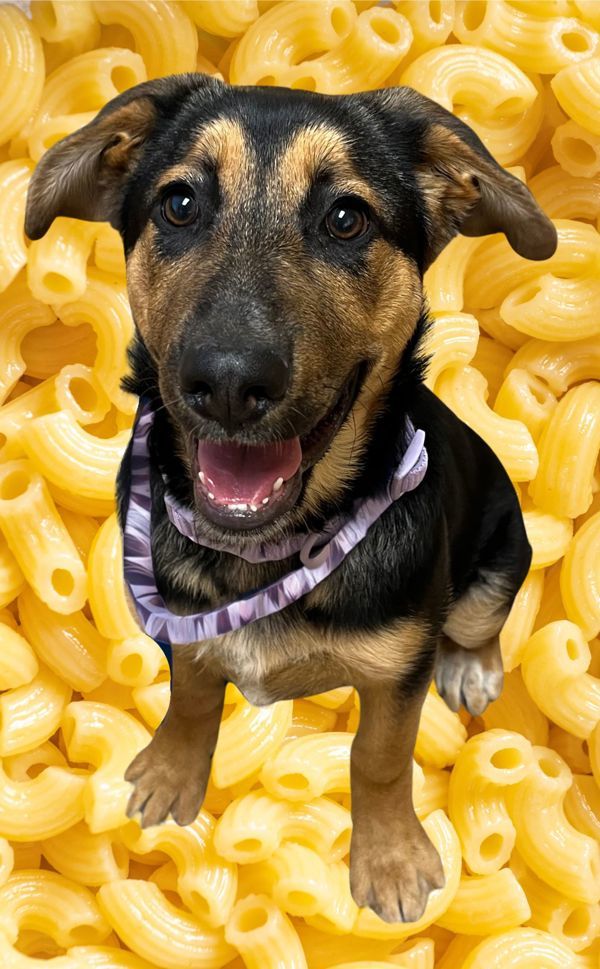 MacAroni