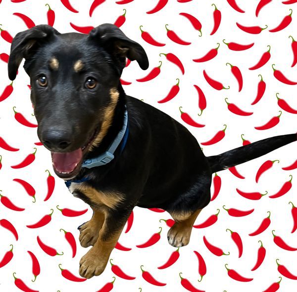 Chili