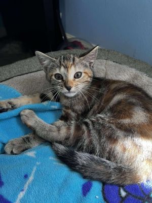 Java Bean, Baby Female Domestic Short Hair