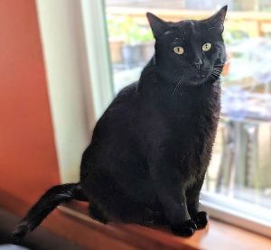 Gromit, Adult Male Domestic Medium Hair