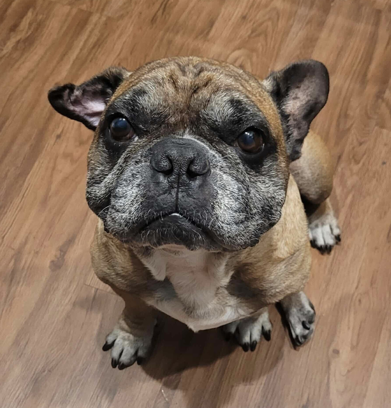 Opie