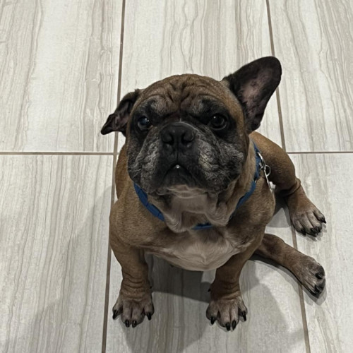 Opie