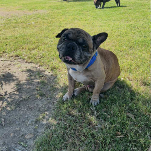 Opie