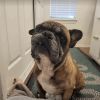 Opie photo 3