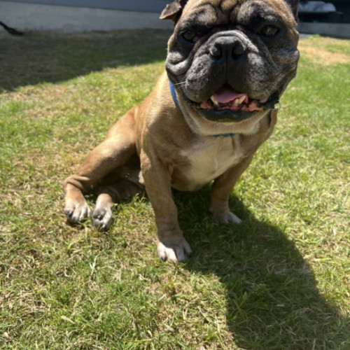 Opie