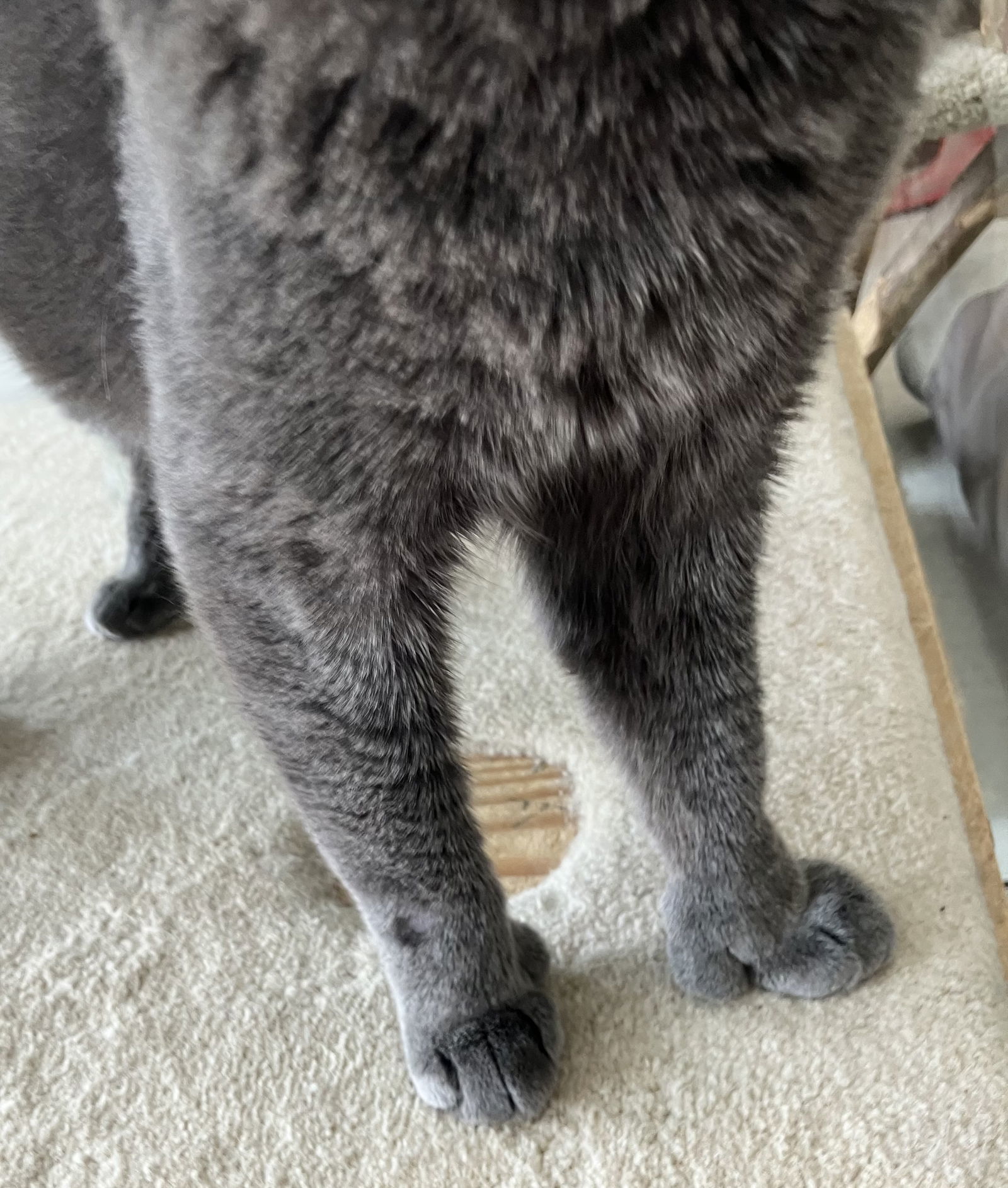 Mitts