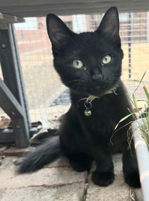 KITTEN CHUNKY, Baby Male Domestic Short Hair