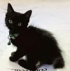 KITTEN CHUNKY photo 3
