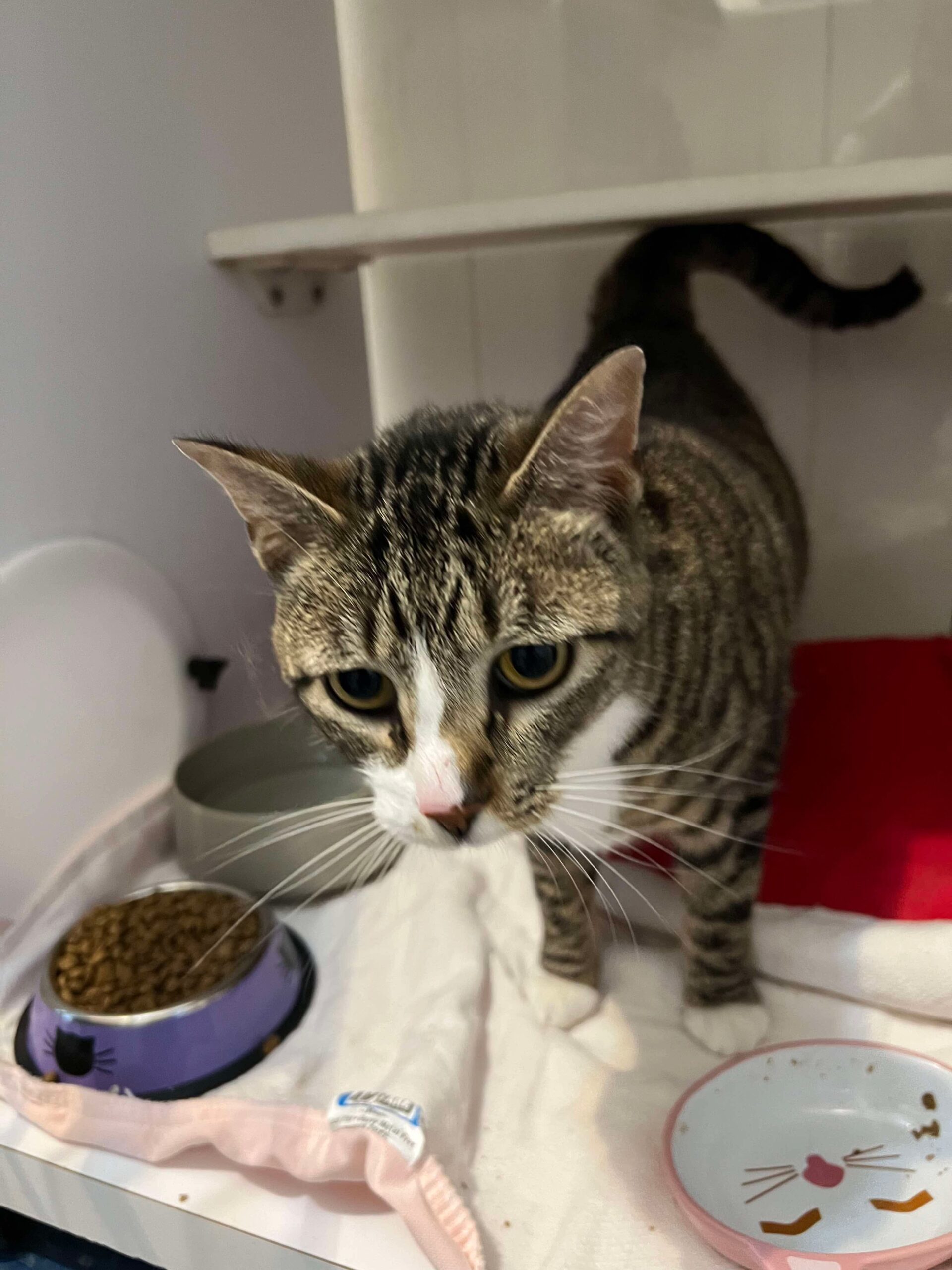 Mulan, an adoptable Domestic Short Hair in Dillon, MT, 59725 | Photo Image 1