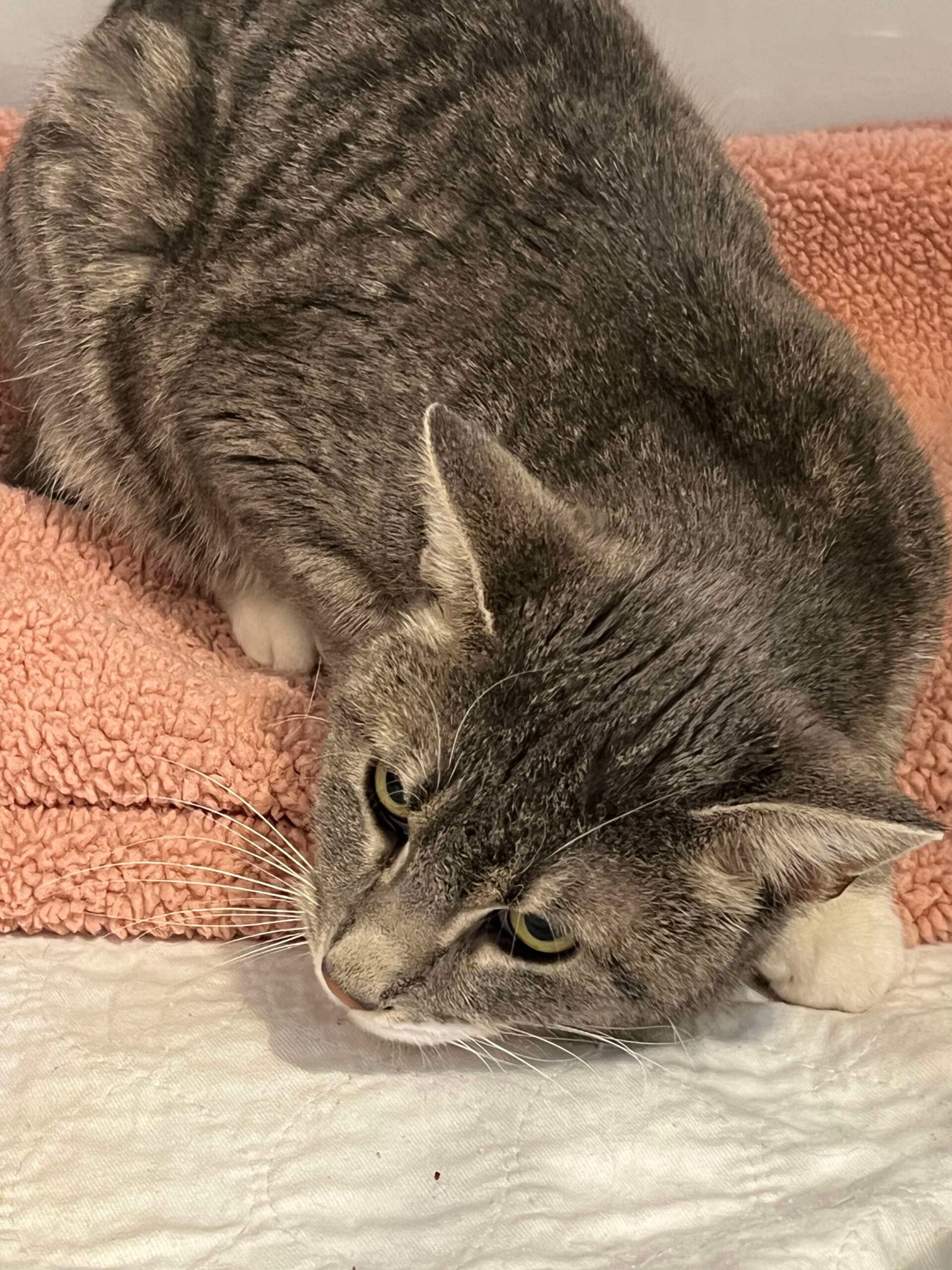 Paris, an adoptable Domestic Short Hair in Dillon, MT, 59725 | Photo Image 1
