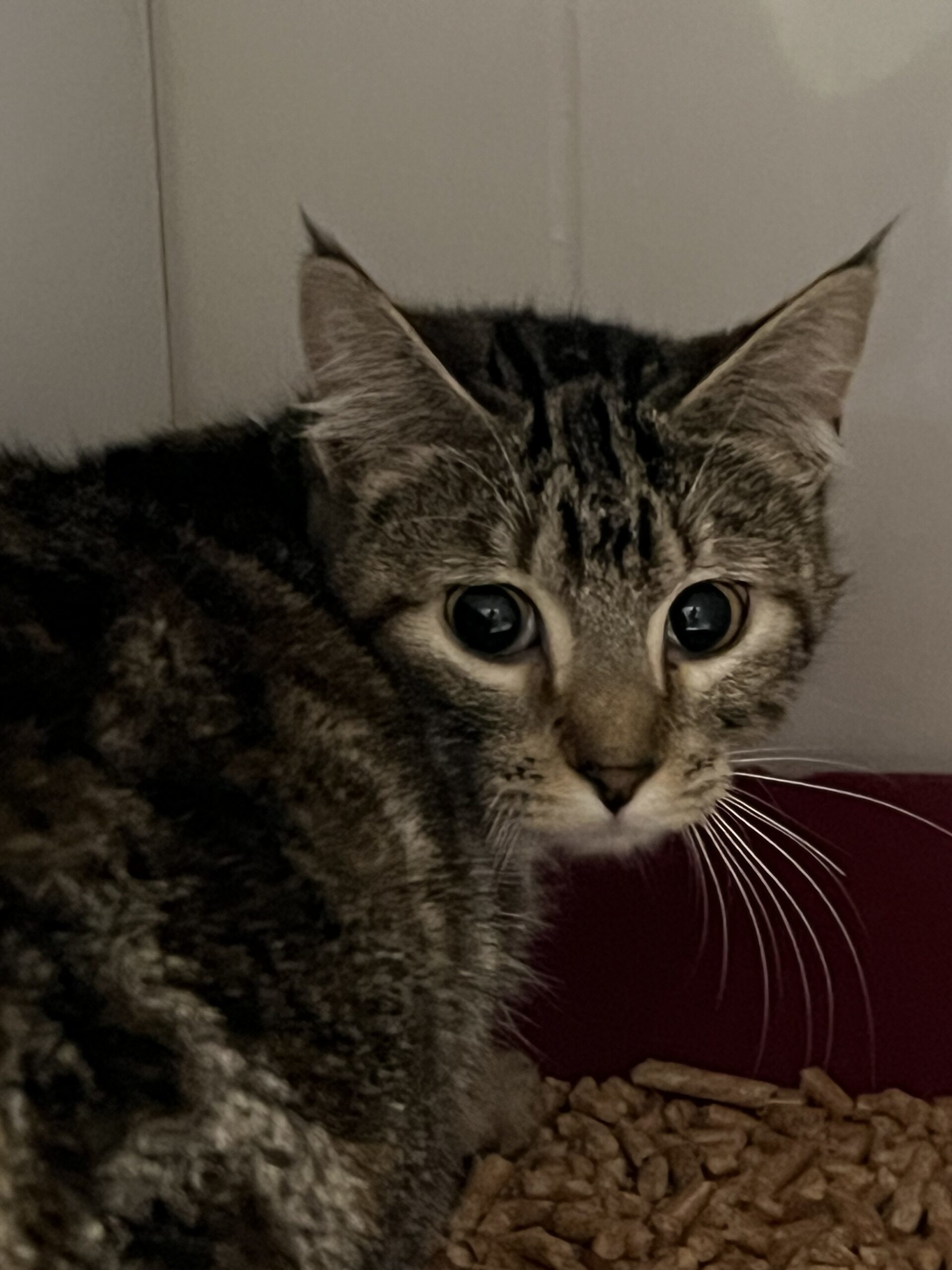 London, an adoptable Domestic Short Hair in Dillon, MT, 59725 | Photo Image 1