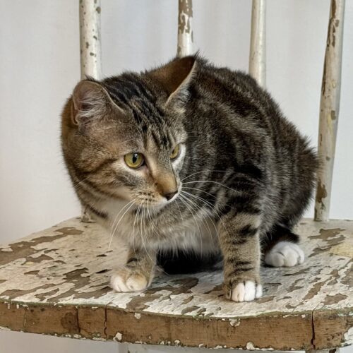 London, an adoptable Domestic Short Hair in Dillon, MT, 59725 | Photo Image 2