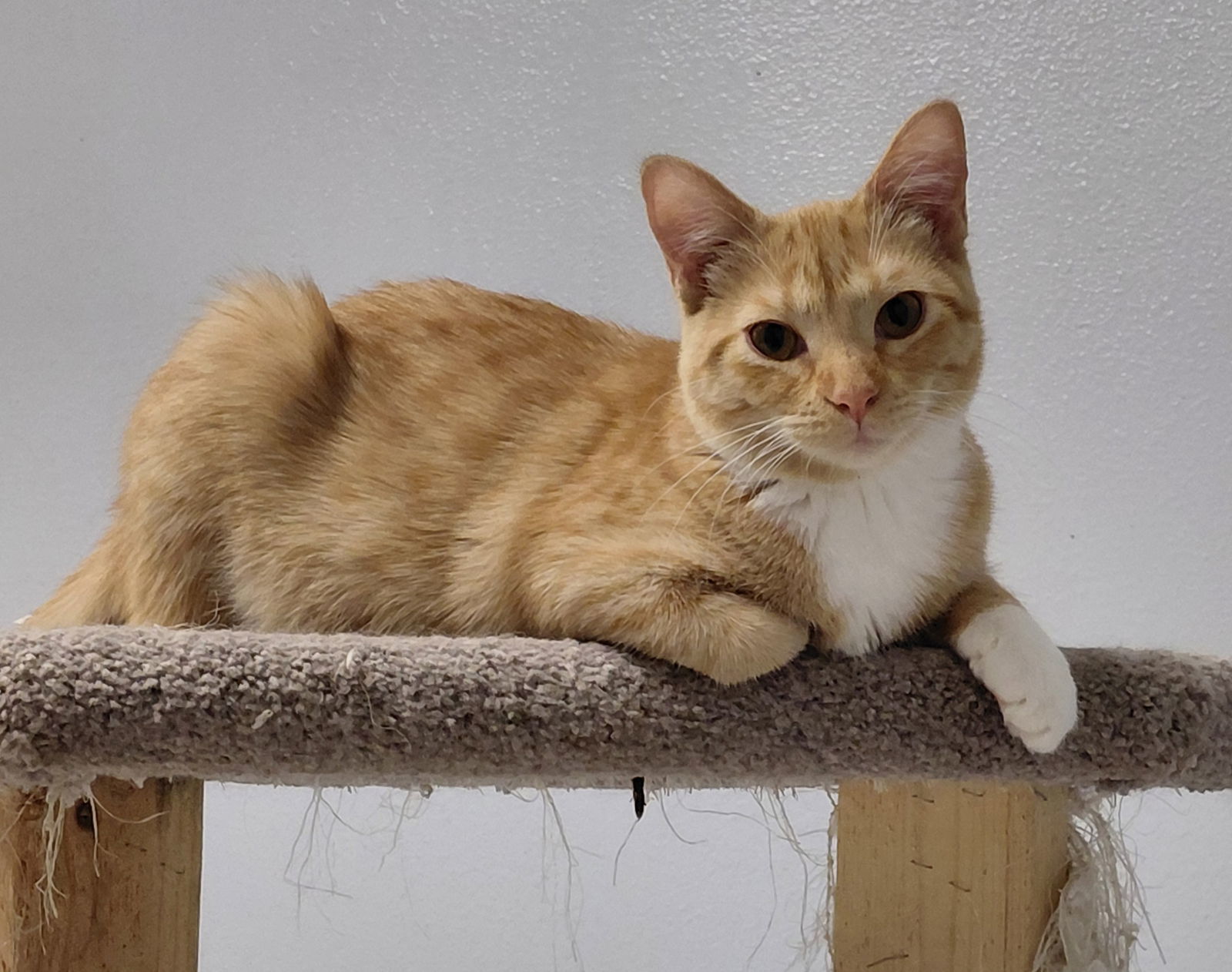 Brie @ The Cat's Brew, an adoptable Domestic Short Hair in Montello, WI, 53949 | Photo Image 1