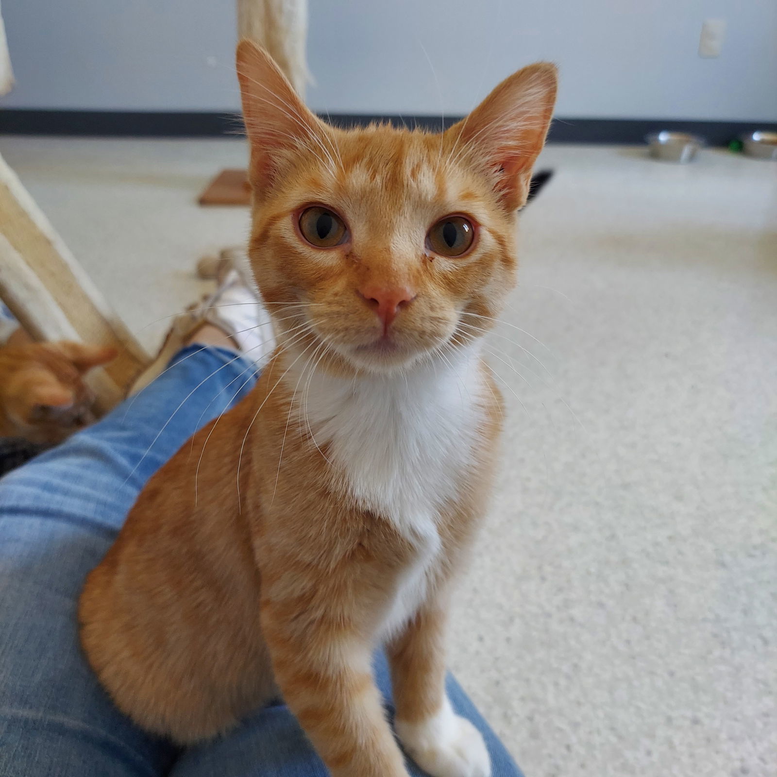 Brie @ The Cat's Brew, an adoptable Domestic Short Hair in Montello, WI, 53949 | Photo Image 2