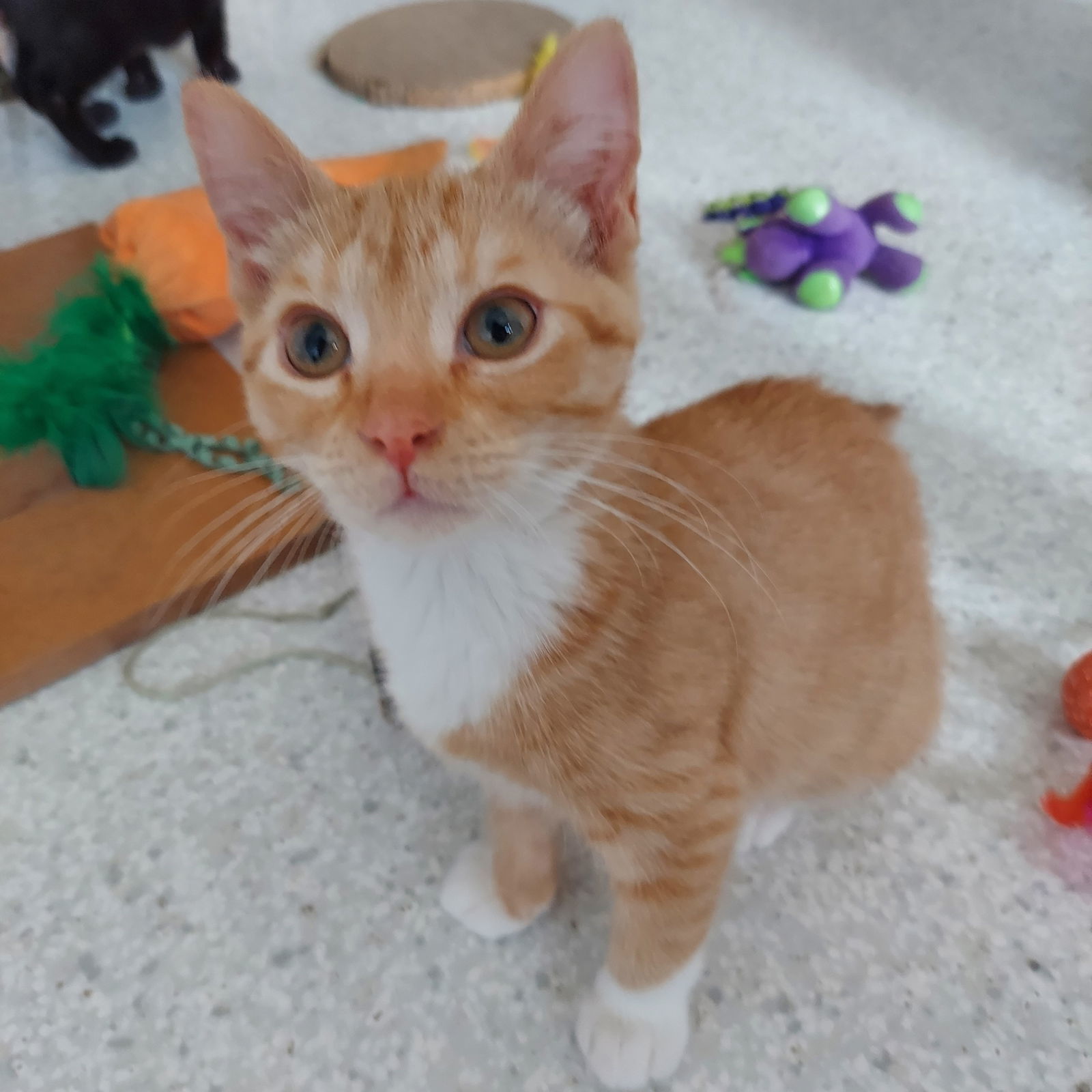 Brie @ The Cat's Brew, an adoptable Domestic Short Hair in Montello, WI, 53949 | Photo Image 3