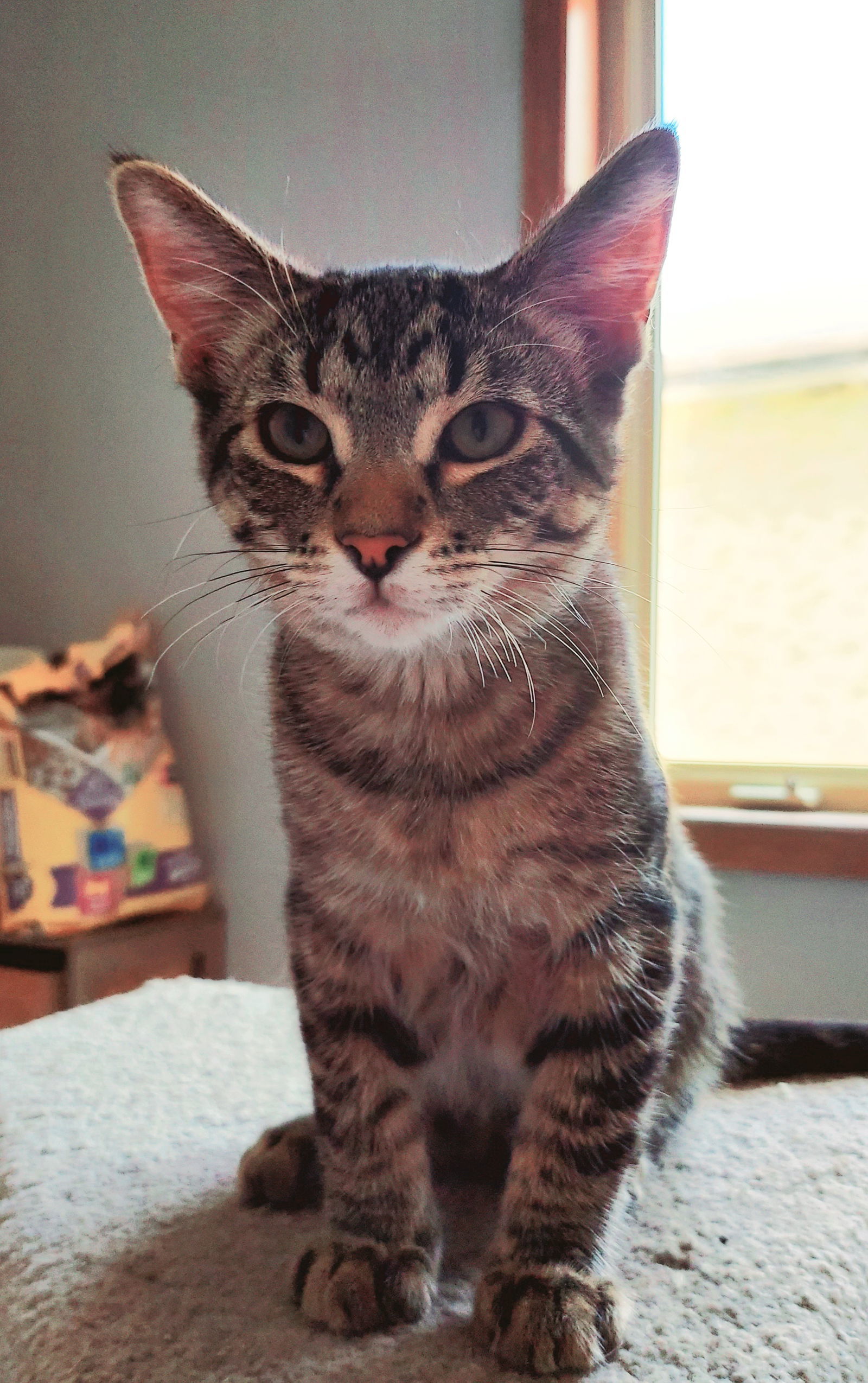 Colby Jack