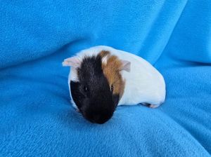 Snickerdoodle &amp; Penny (pending), Young Female Guinea Pig