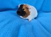 Snickerdoodle &amp; Penny (pending) photo 2