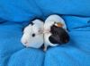 Snickerdoodle &amp; Penny (pending) photo 3