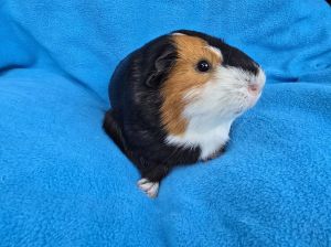 Reese &amp; Ginny (pending), Adult Male Guinea Pig