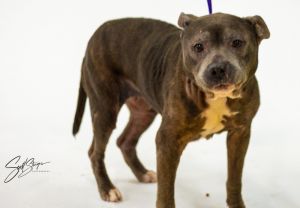 Memaw, Senior Female Pit Bull Terrier