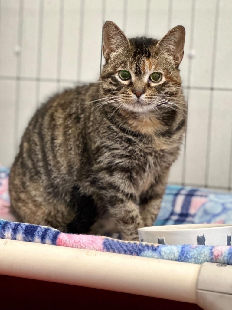 Wally, an adoptable Domestic Short Hair in Cumberland, ME, 04021 | Photo Image 2