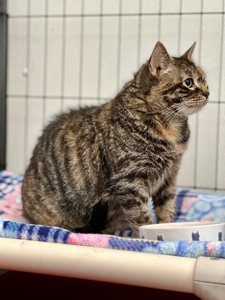 Wally, an adoptable Domestic Short Hair in Cumberland, ME, 04021 | Photo Image 3