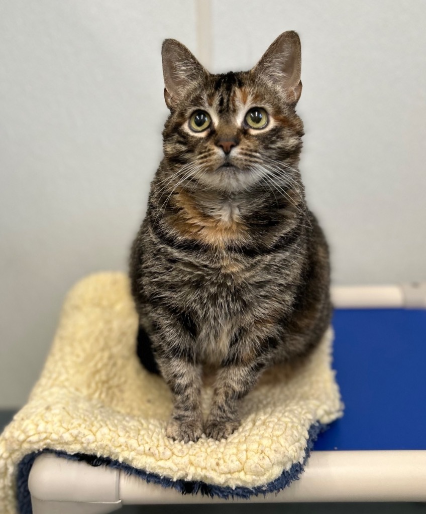 Wally, an adoptable Domestic Short Hair in Cumberland, ME, 04021 | Photo Image 4