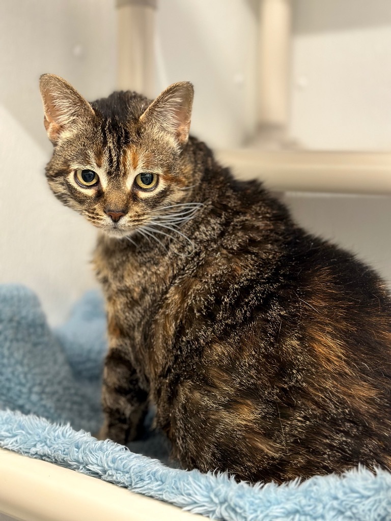 Wally, an adoptable Domestic Short Hair in Cumberland, ME, 04021 | Photo Image 5