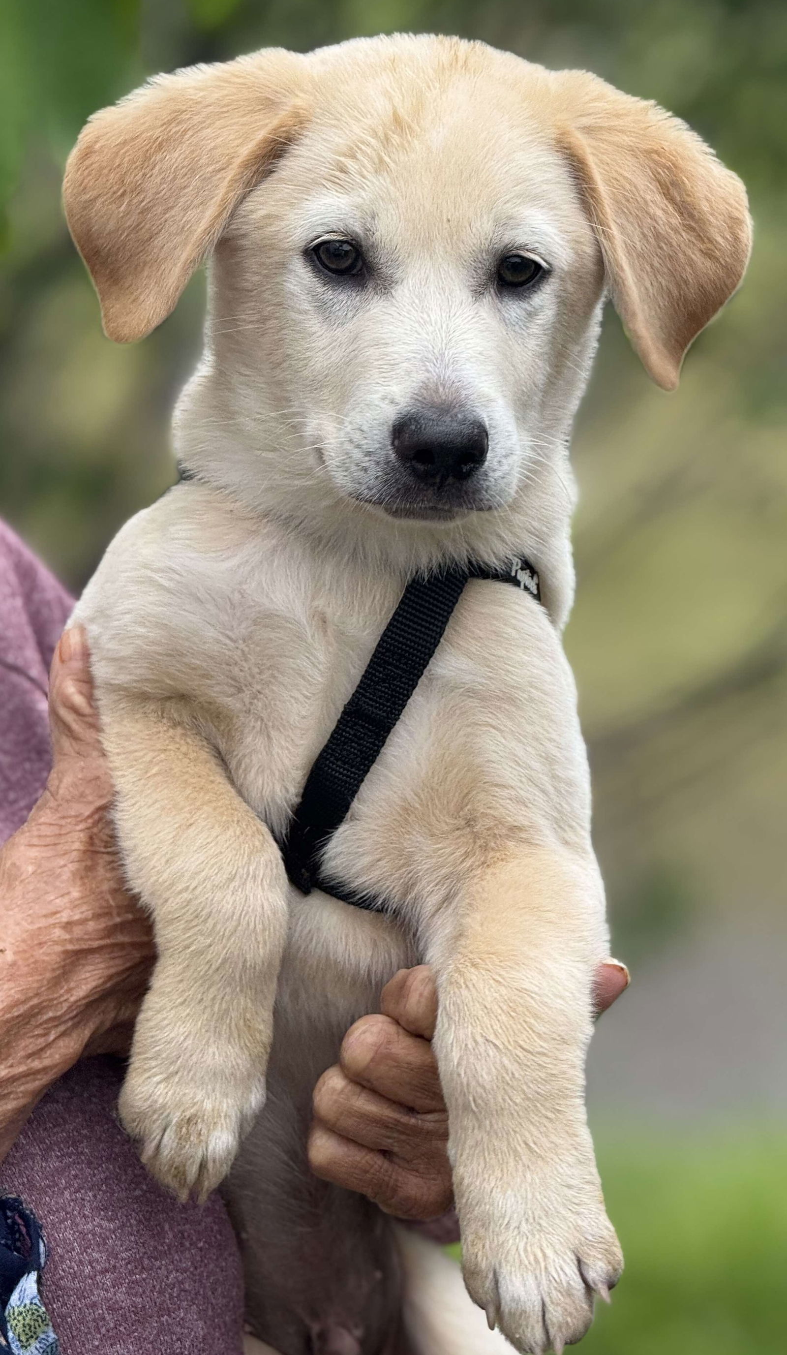Jurassic Park Pups - Delta