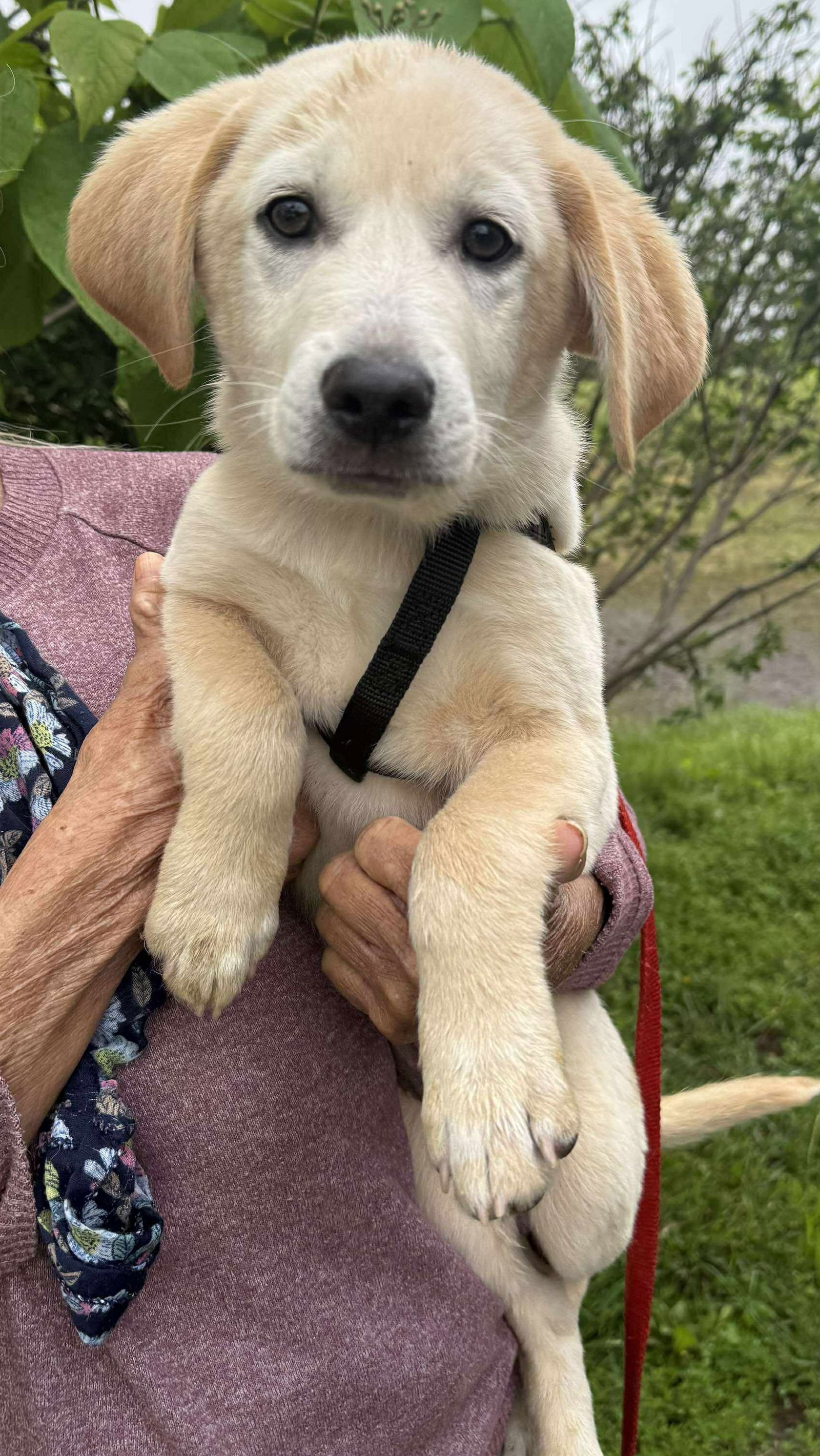 Jurassic Park Pups - Delta