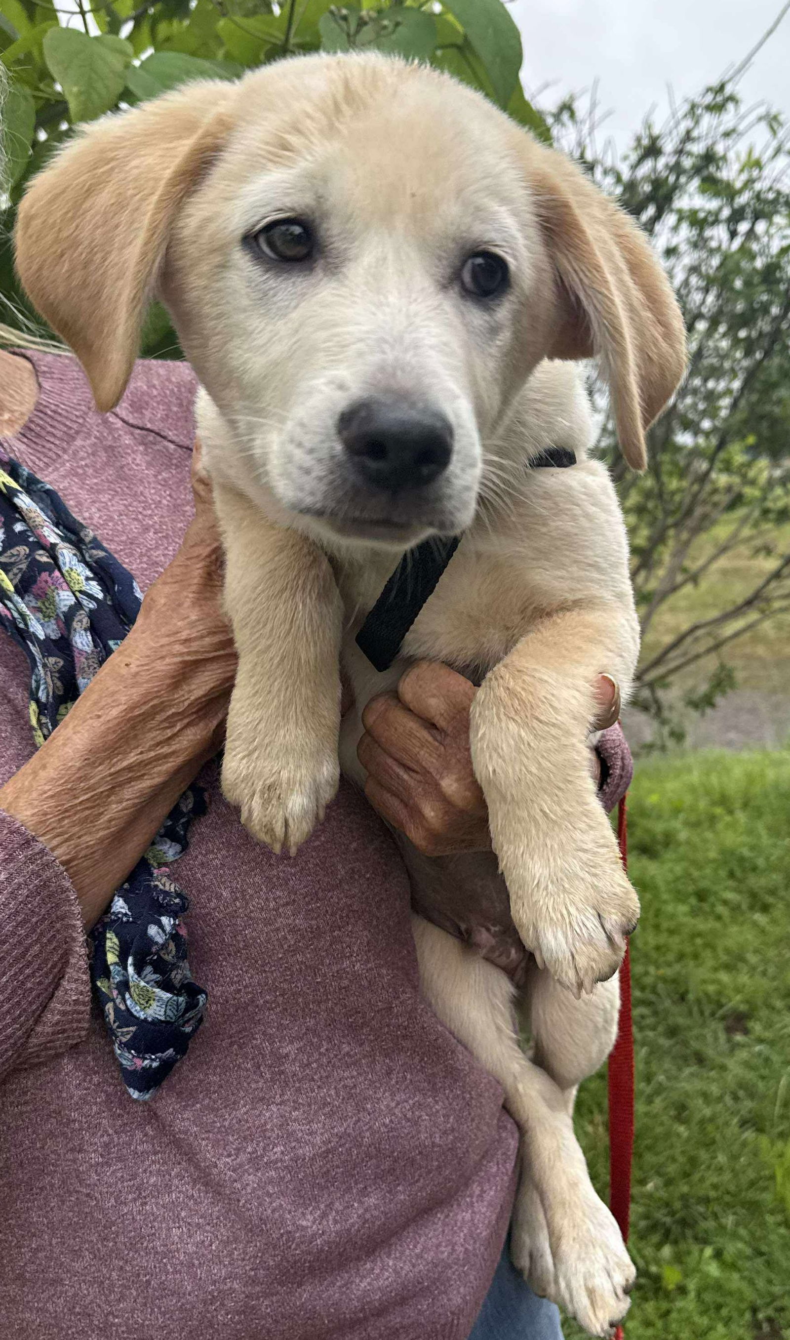 Jurassic Park Pups - Delta
