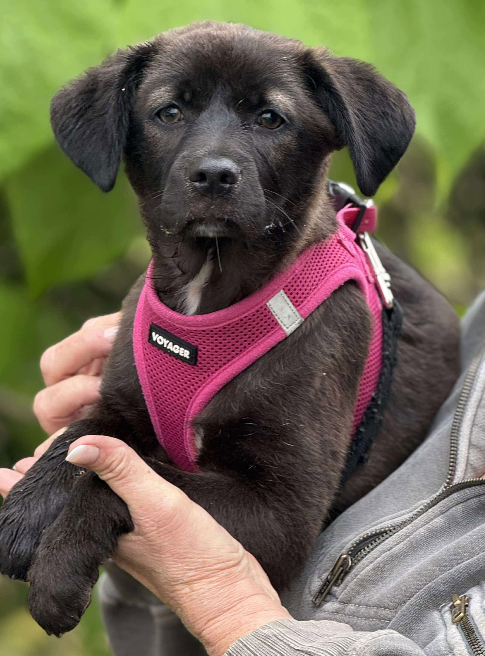 Jurassic Park Pups - Echo