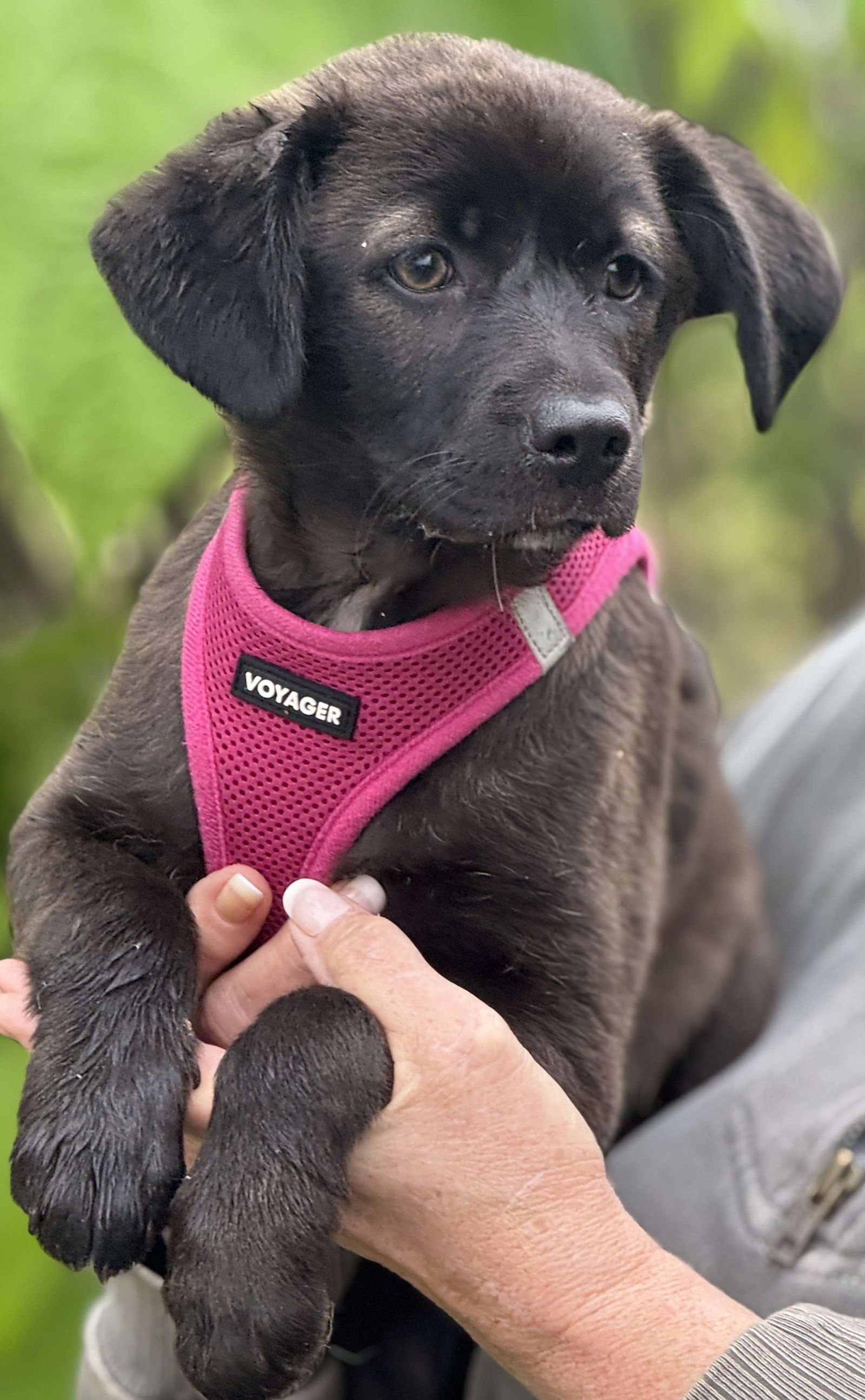 Jurassic Park Pups - Echo