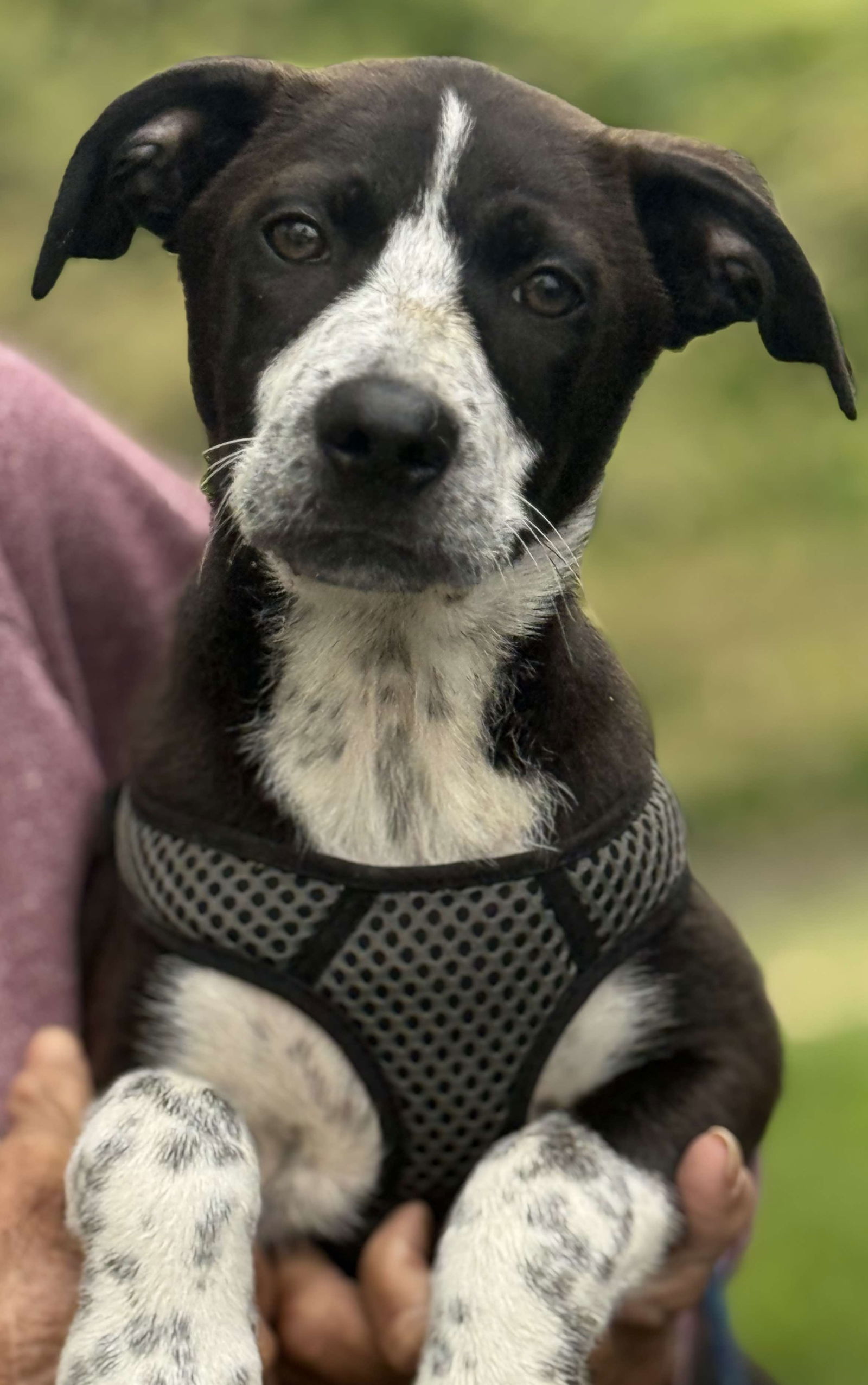 Jurassic Park Pups - Blue