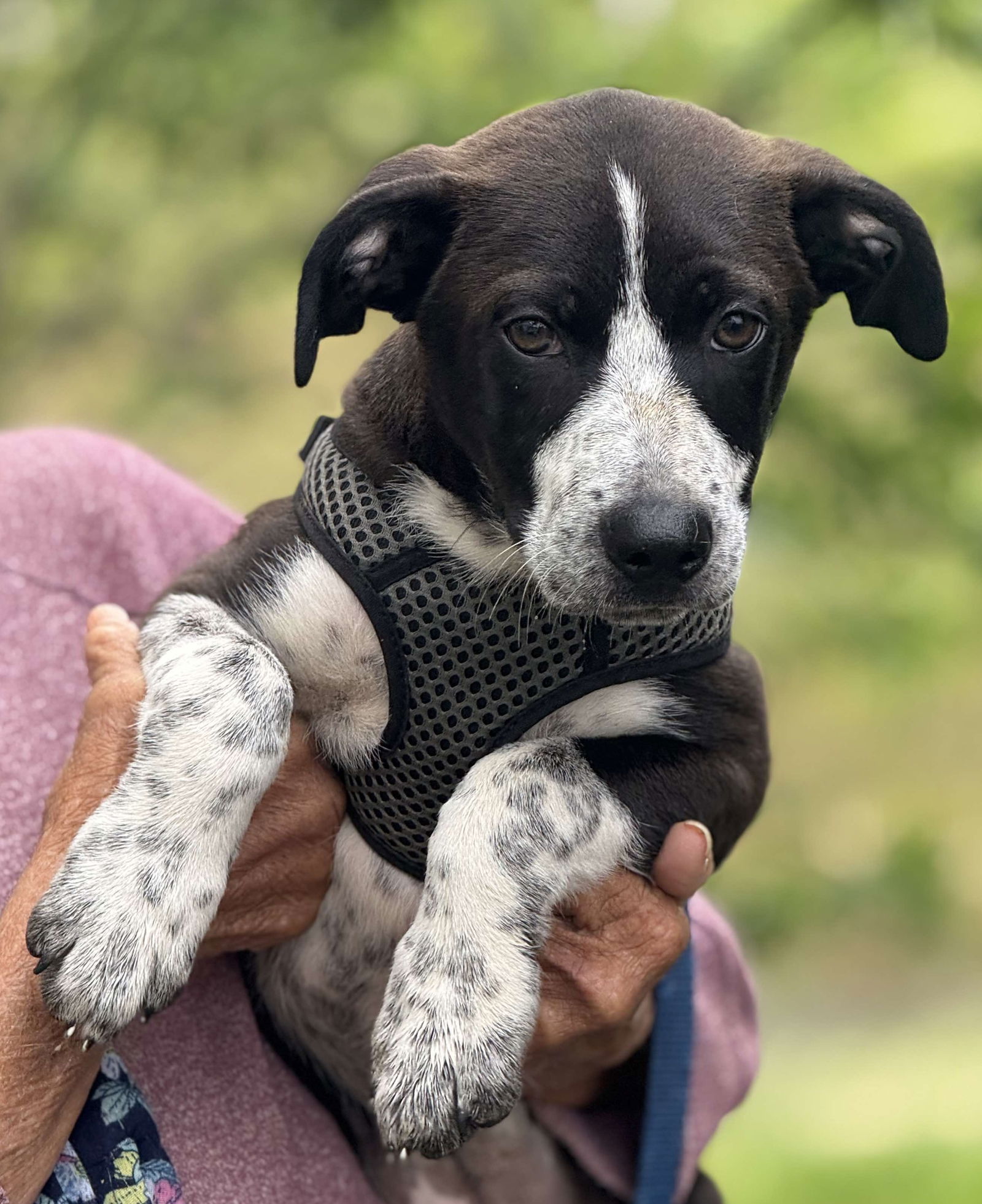 Jurassic Park Pups - Blue