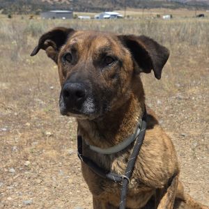 Harry, Adult Male Dutch Shepherd