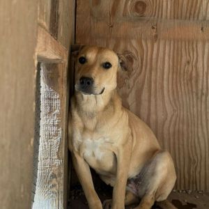 Phoenix, Young Female American Staffordshire Terrier