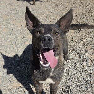 Tommy, Adult Male Australian Cattle Dog / Blue Heeler