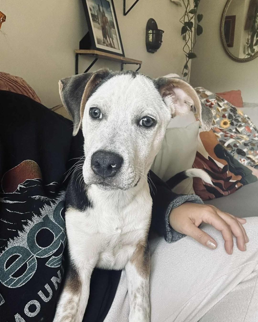 Porter - Preppy Pup Litter
